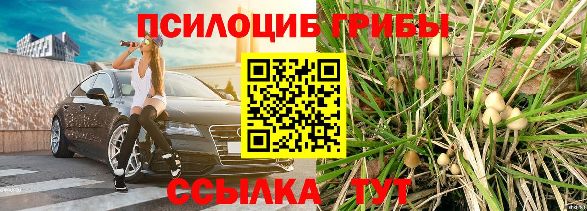 Димитровград  магазин    Вход с VPN  Галлюциногенные грибы Cubensis 